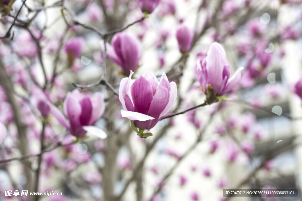 二乔玉兰绽放枝头