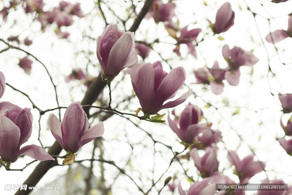 玉兰花枝绽放美丽景象