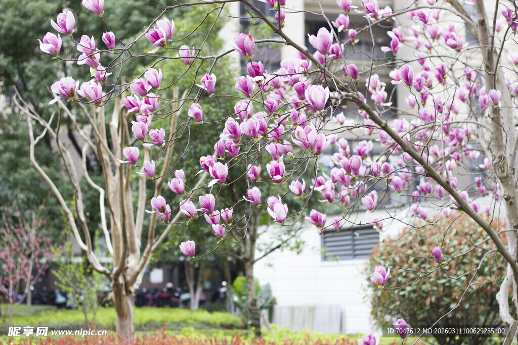 春日绽放的美丽玉兰花