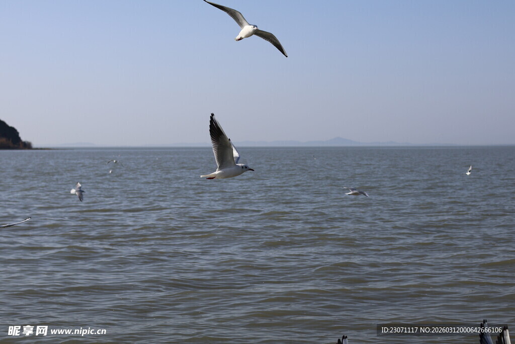 海面上飞翔的成群海鸥