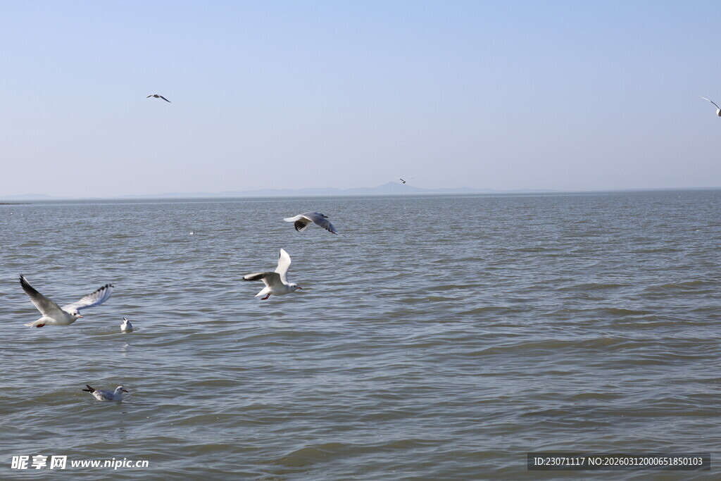 海面上飞翔的几只海鸥