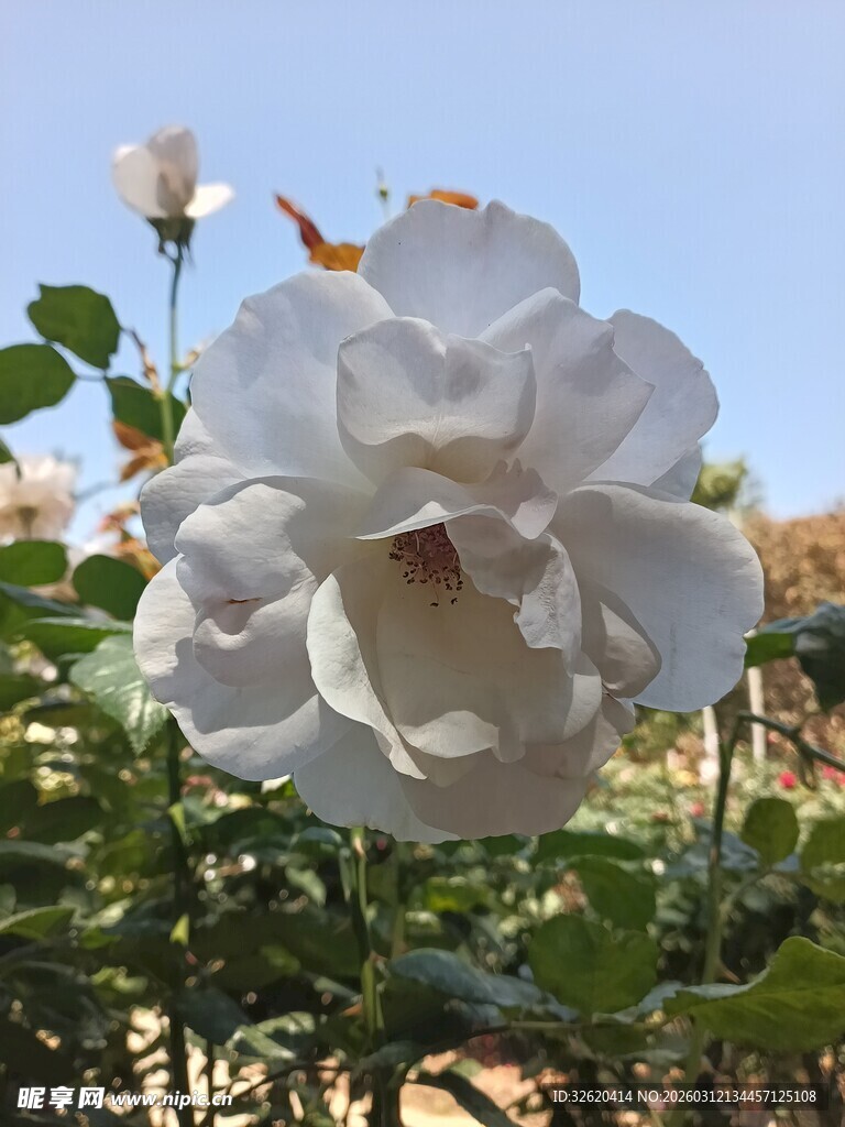 绽放的白玫瑰
