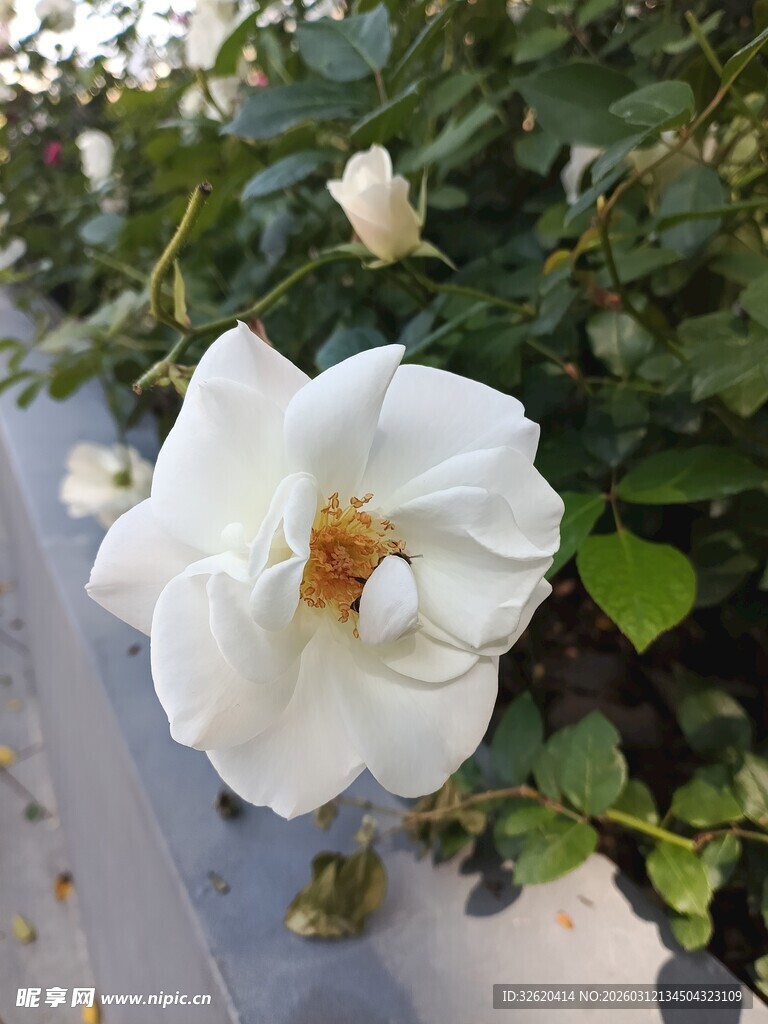 洁白绽放的单朵娇艳蔷薇