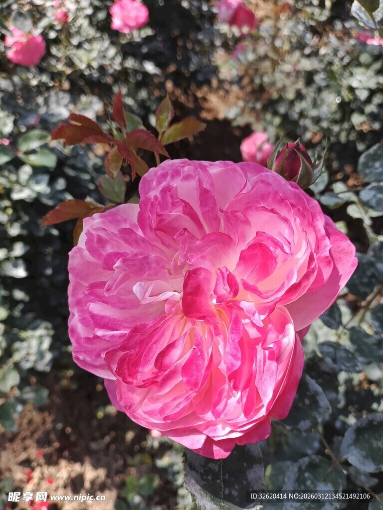 娇艳粉色花朵