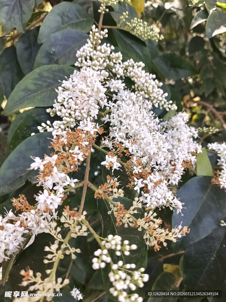 白色小花植物
