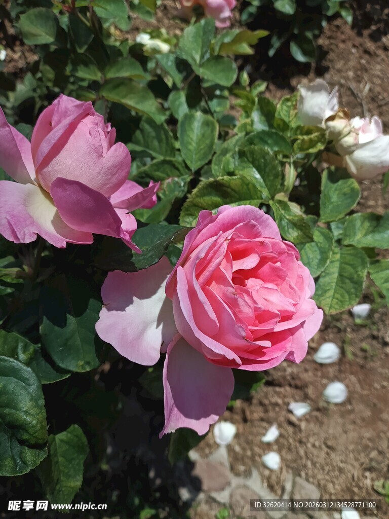 娇艳绽放的粉色月季花