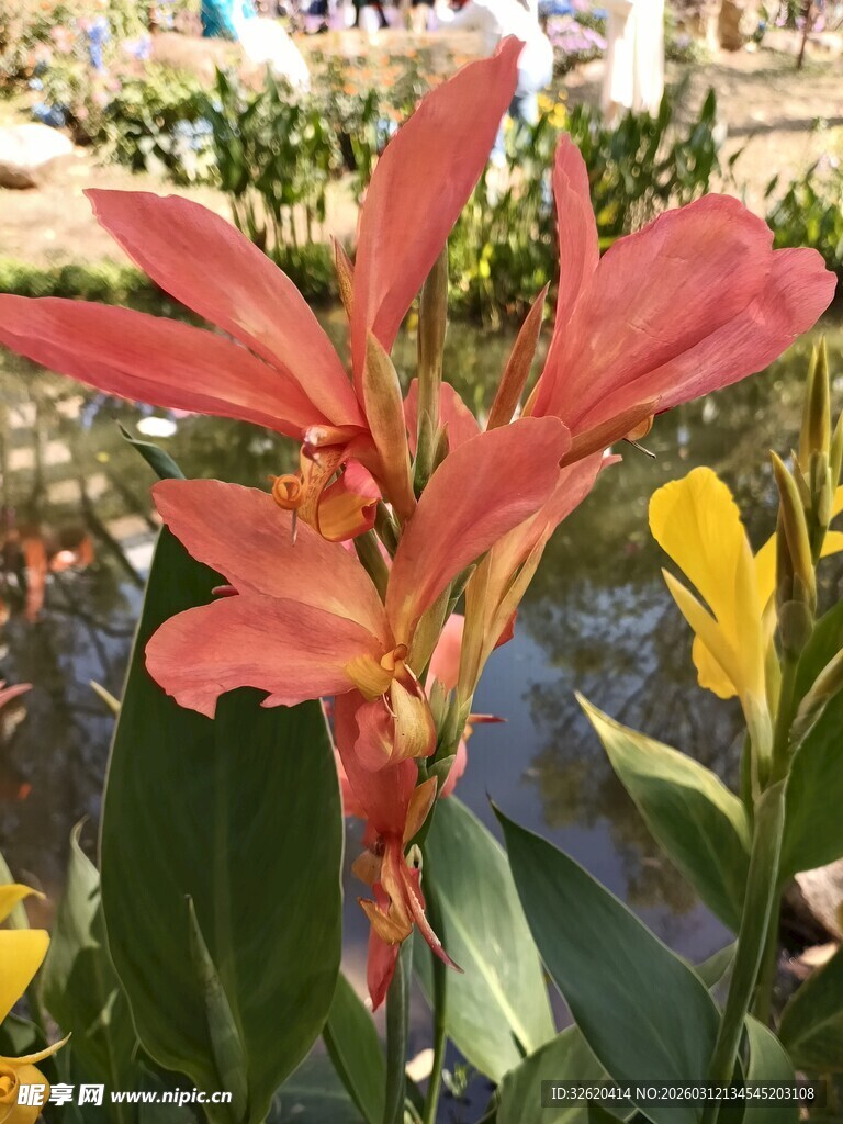 艳丽红姜花绽放美景