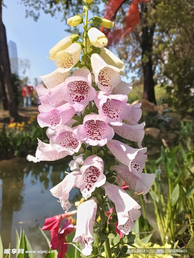 多彩毛地黄花