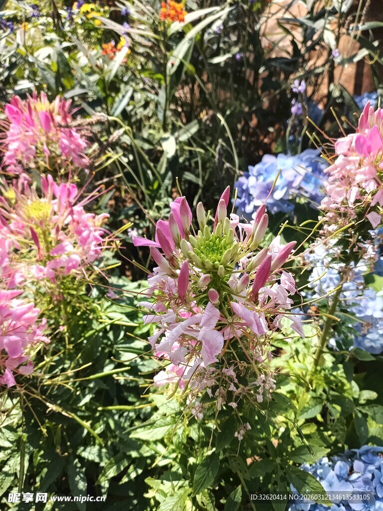多彩花卉绽放生机