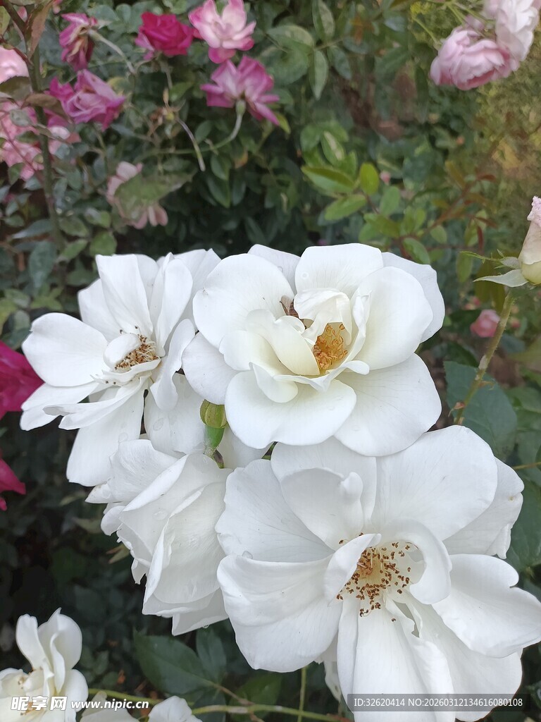 洁白绽放的娇艳月季花