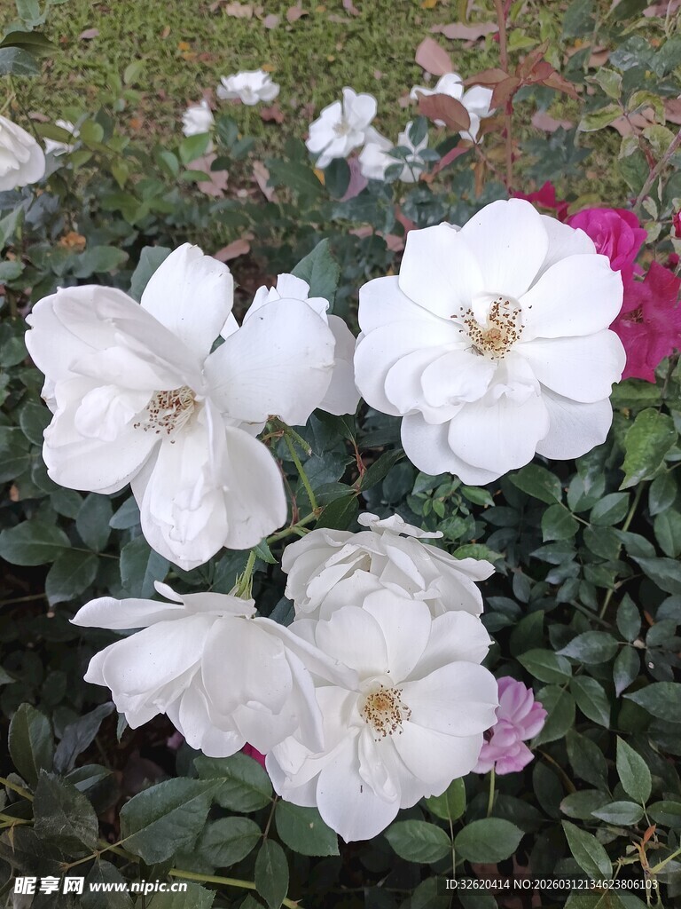 白色娇艳月季花绽放
