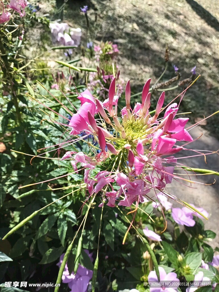 娇艳醉蝶花绽放于自然