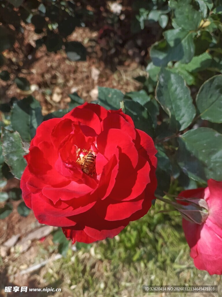 娇艳红玫瑰