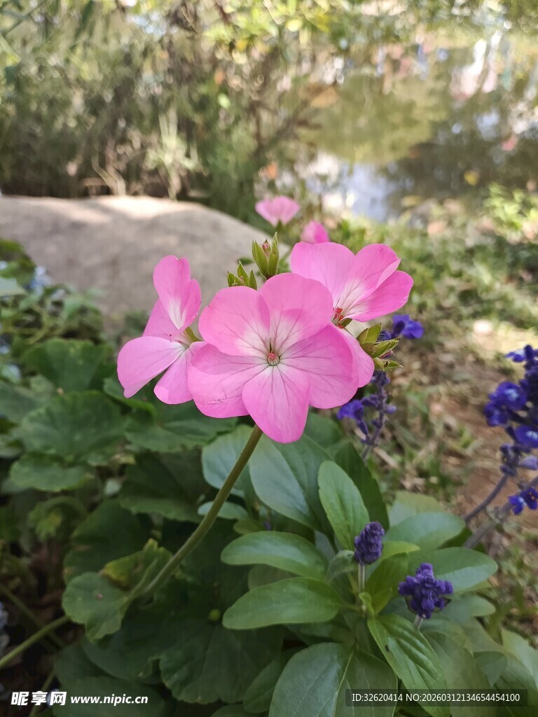 娇艳粉色花朵与绿叶相伴