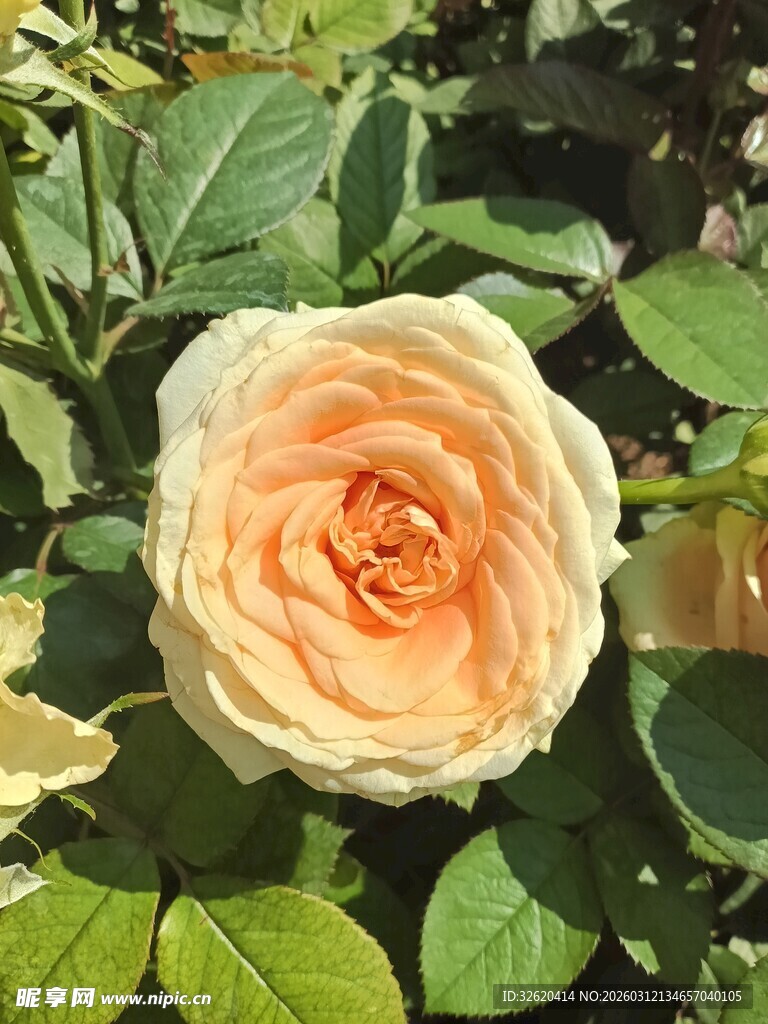 娇艳玫瑰花