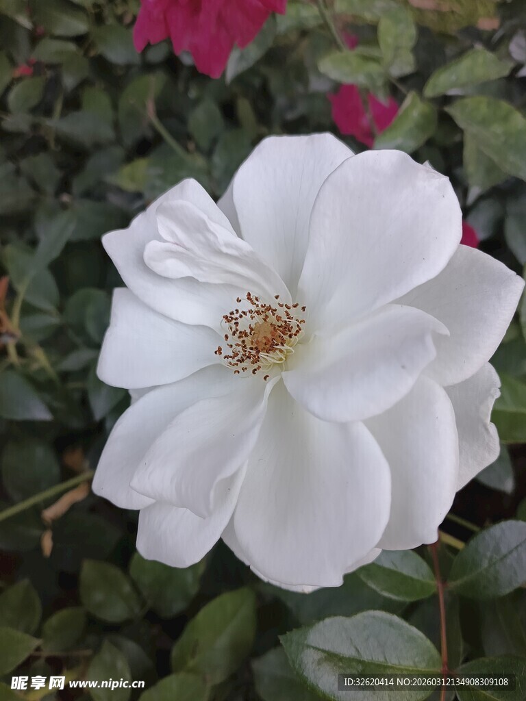 洁白绽放的娇艳白玫瑰