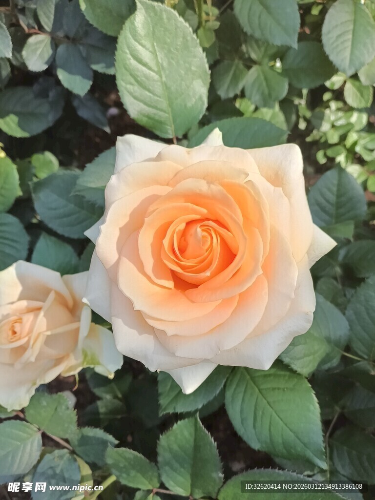 淡橙色玫瑰花