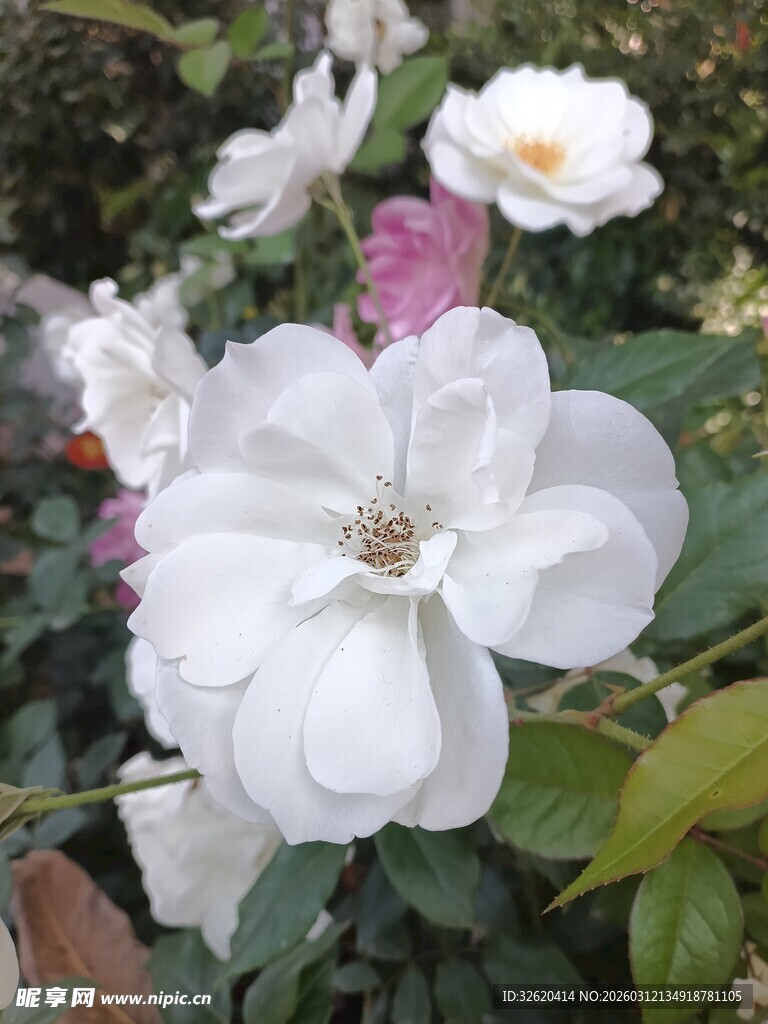 月季花