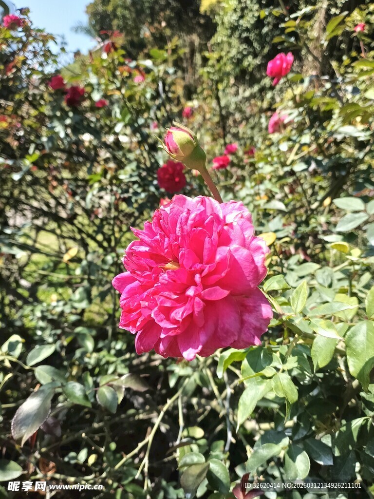月季花