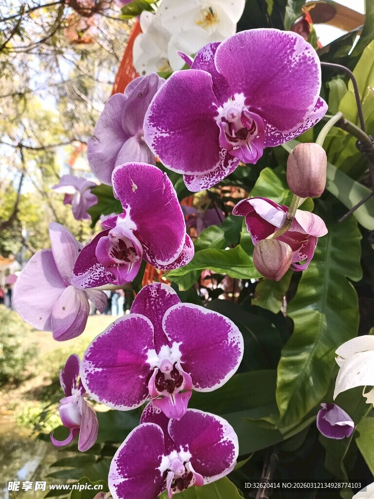 紫色蝴蝶兰