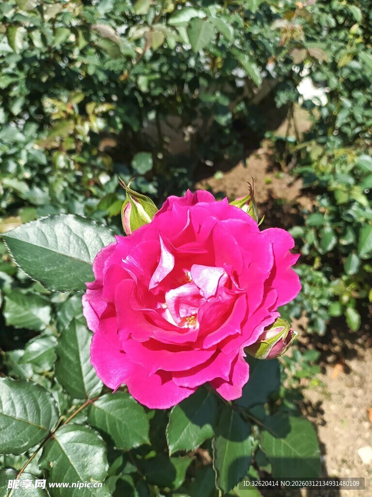 月季花