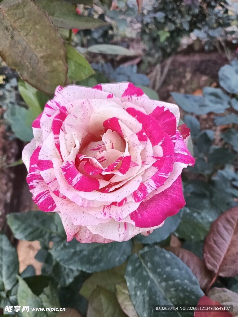 双色渐变娇艳月季花