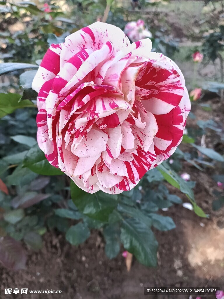 娇艳双色牡丹花绽放