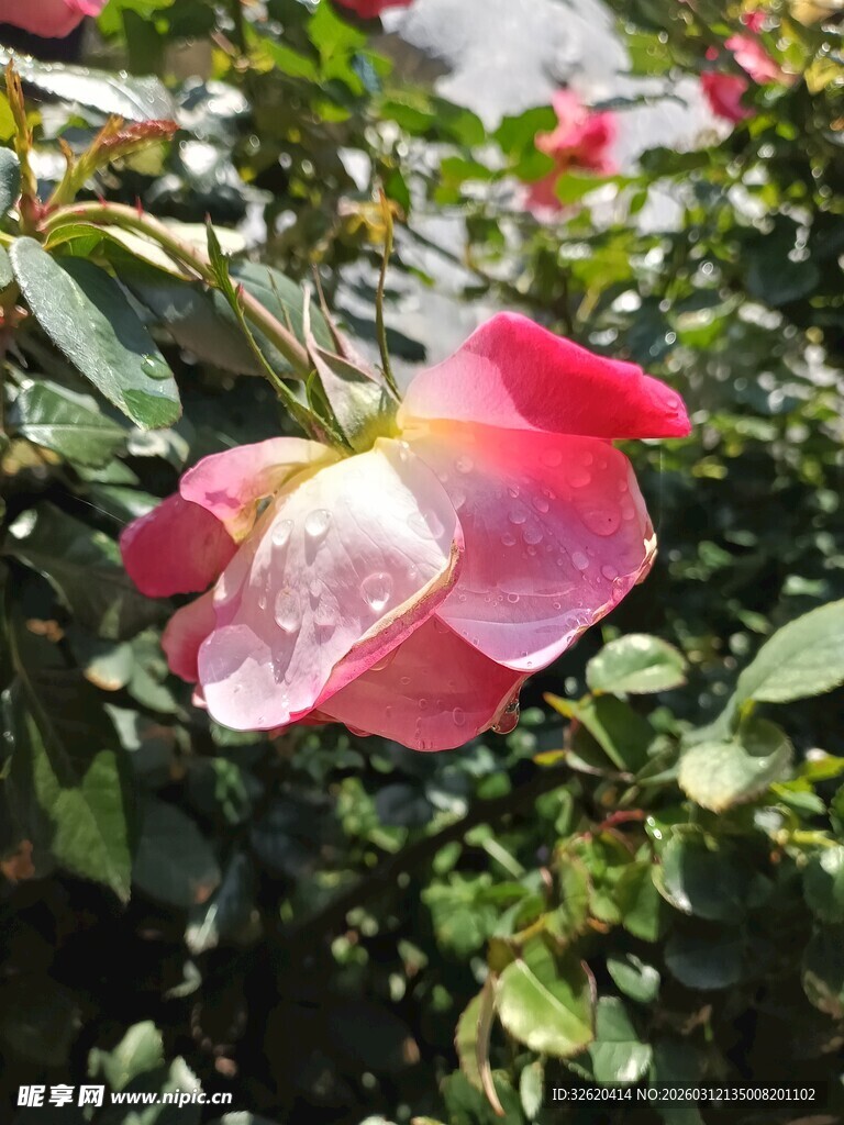 月季花