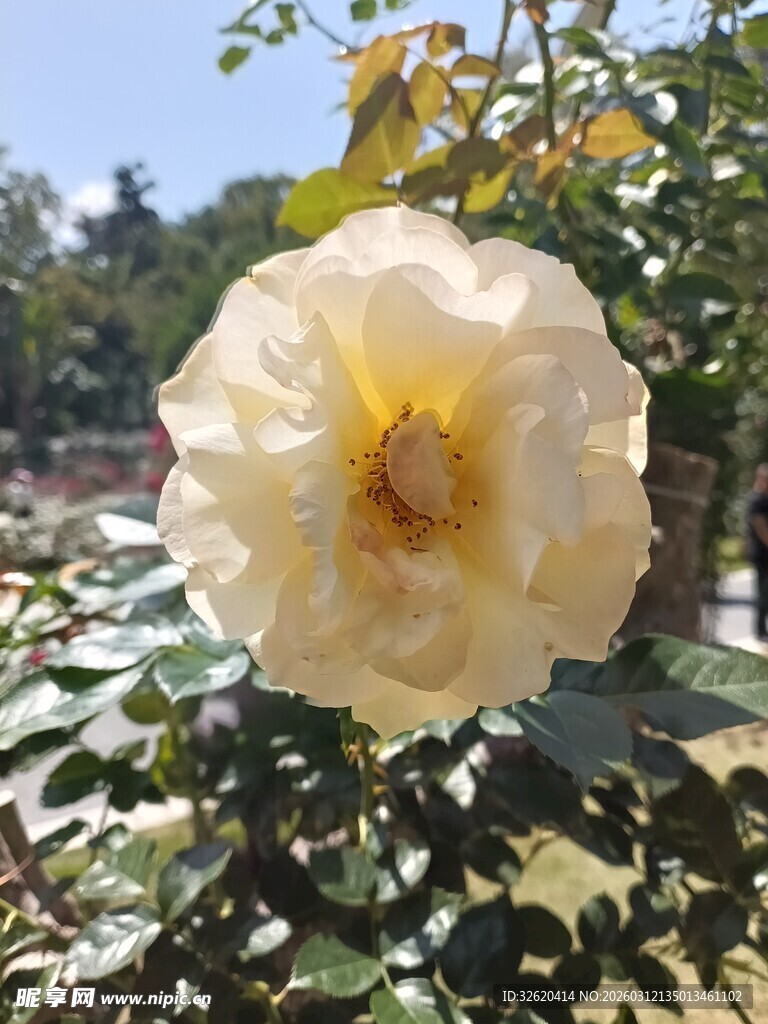 黄玫瑰绽放