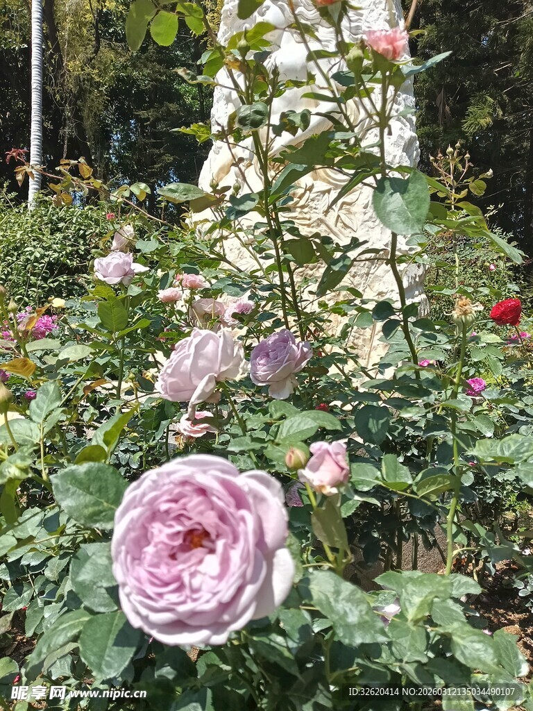 月季花