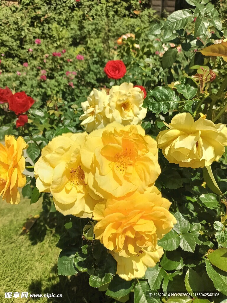 娇艳黄玫瑰