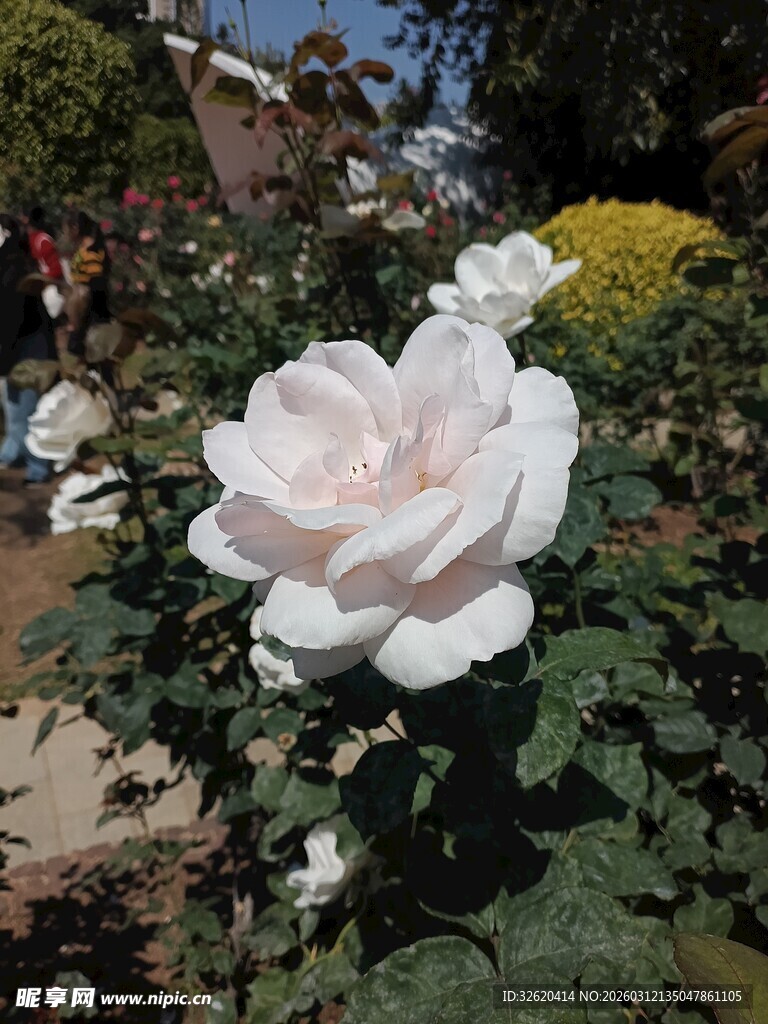 洁白绽放的优雅白玫瑰