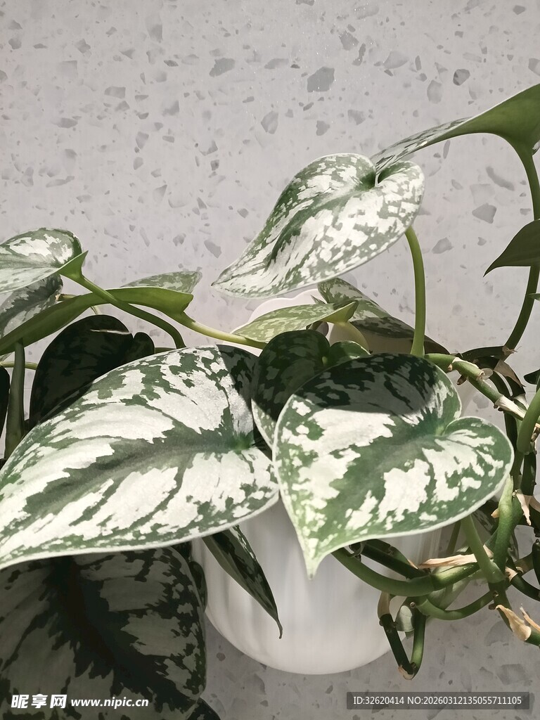 银斑葛盆栽