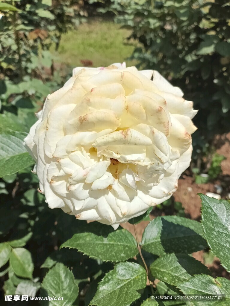 白色盛开的娇艳月季花