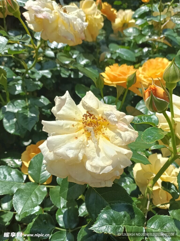 黄白月季花绽放美景
