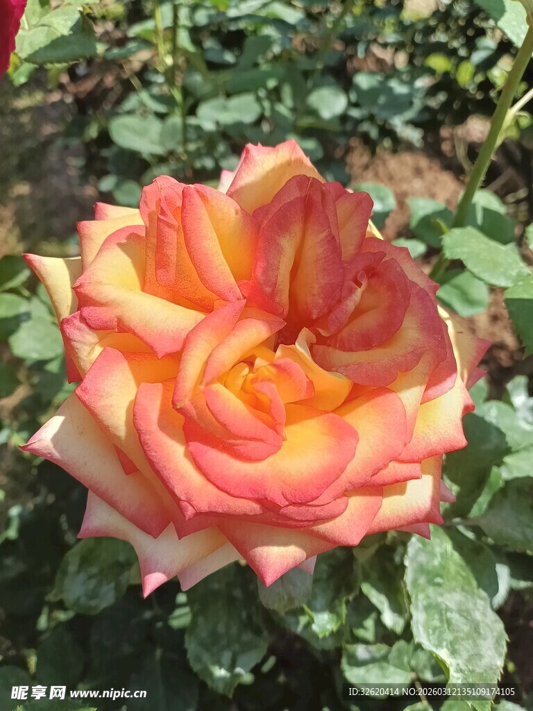 多彩娇艳月季花