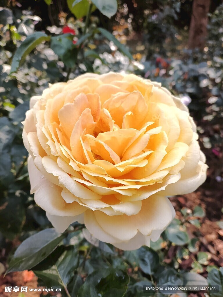 月季花