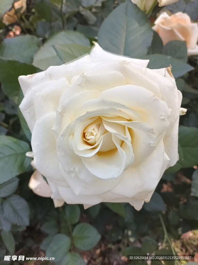白色玫瑰