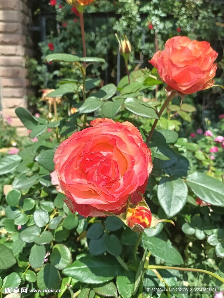 月季花