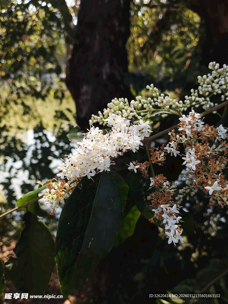 枝头绽放的白色美丽花朵