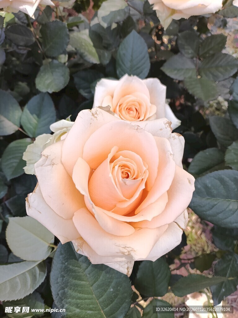 淡粉色娇艳月季花