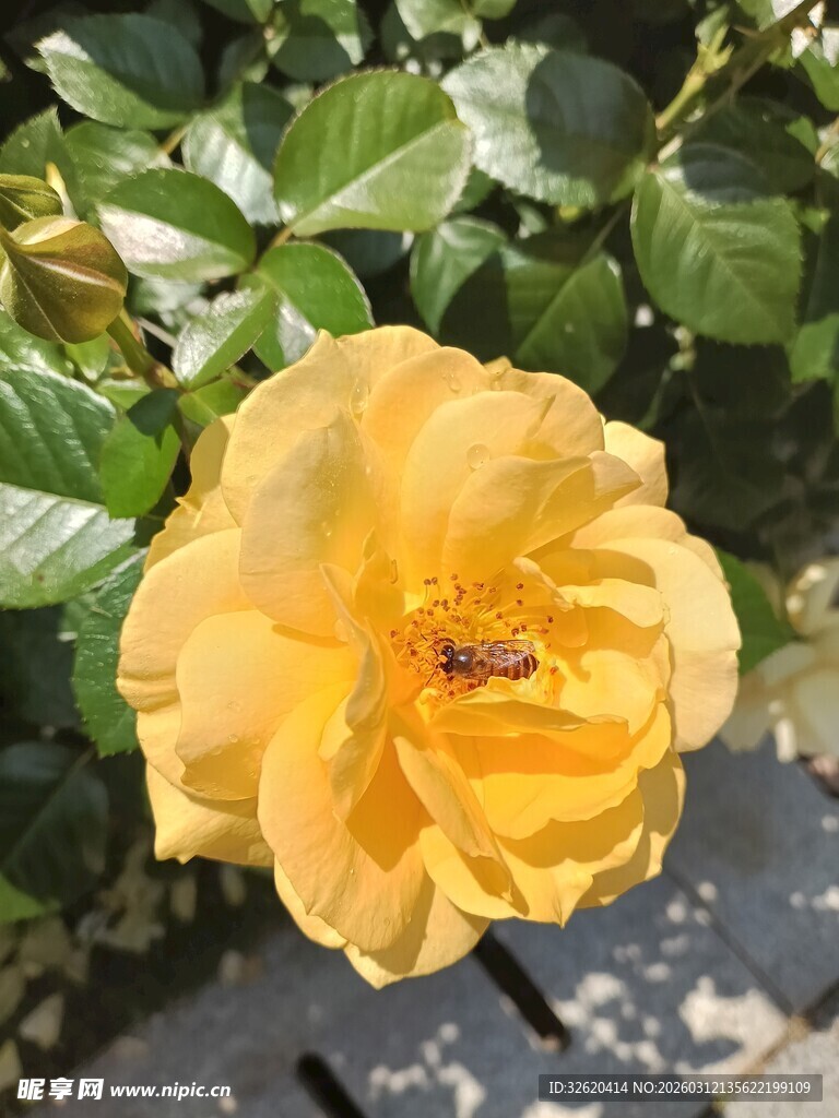 黄色月季花
