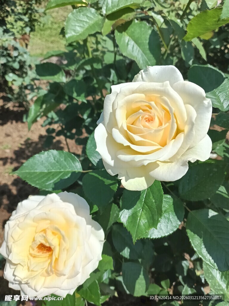 两朵盛开的黄色月季花