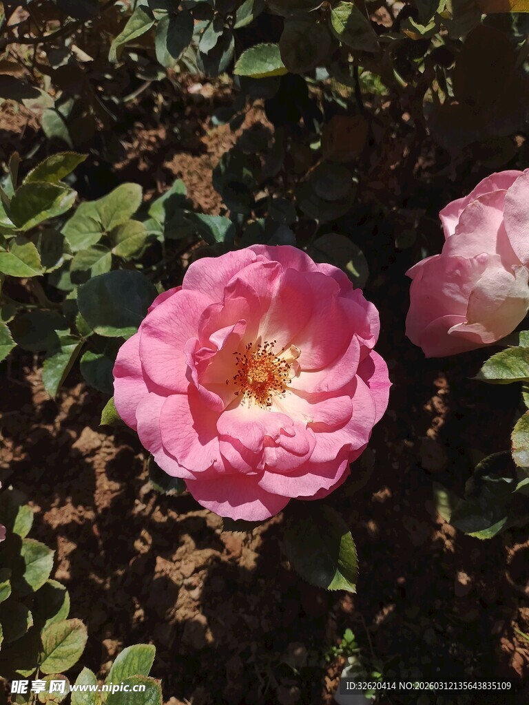 娇艳粉色月季花绽放