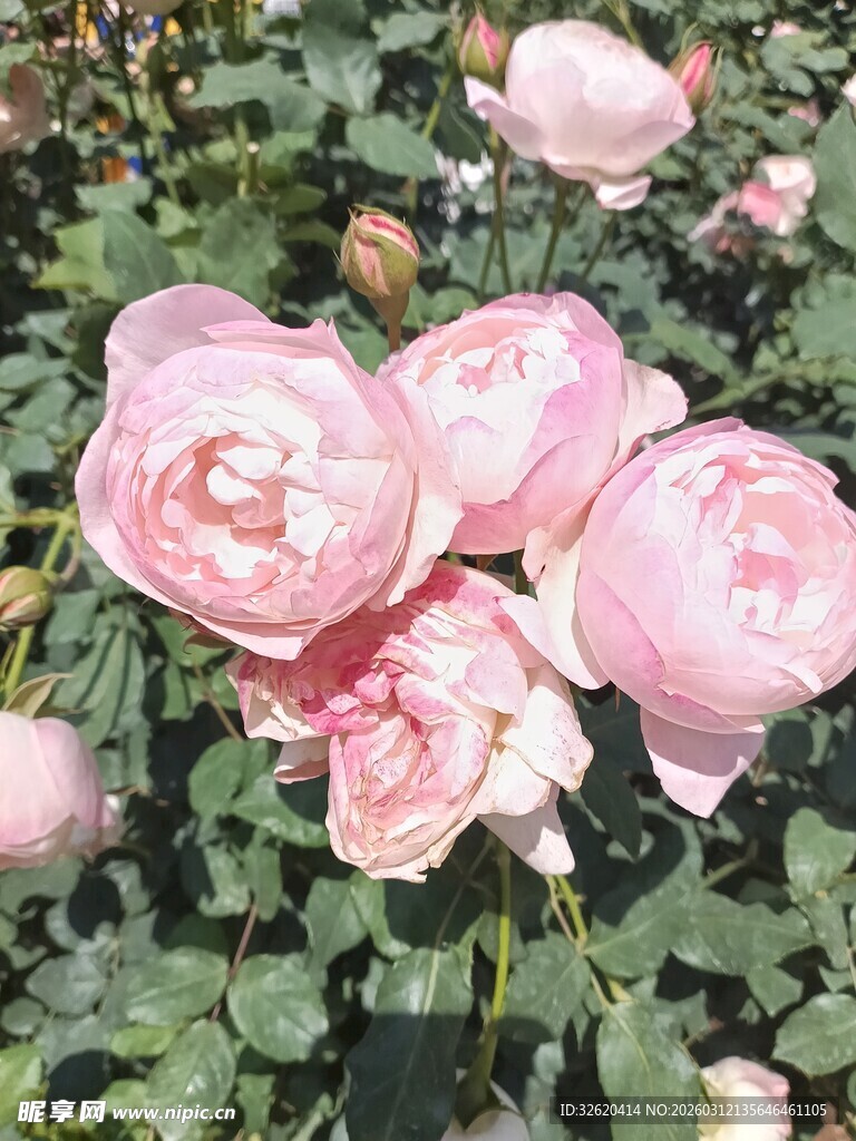 娇艳粉色月季花绽放