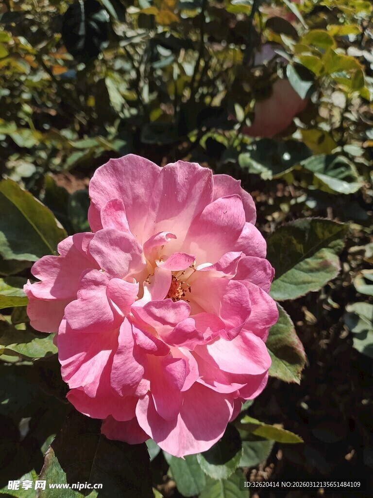娇艳粉色月季花