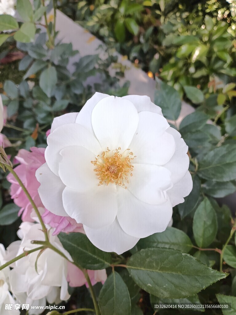 月季花