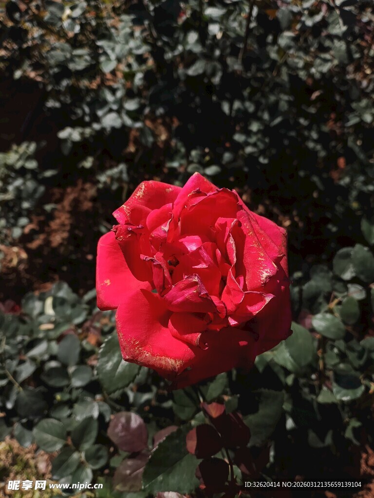 娇艳红玫瑰绽放绿叶间