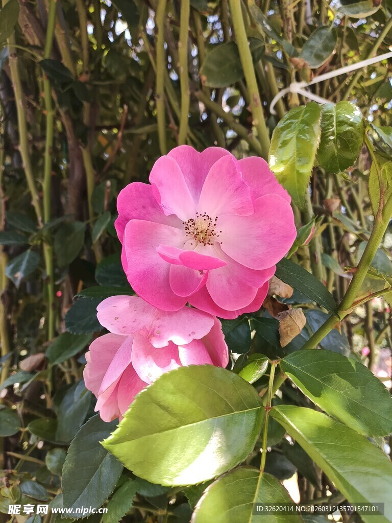 娇艳山茶花绽放于枝间