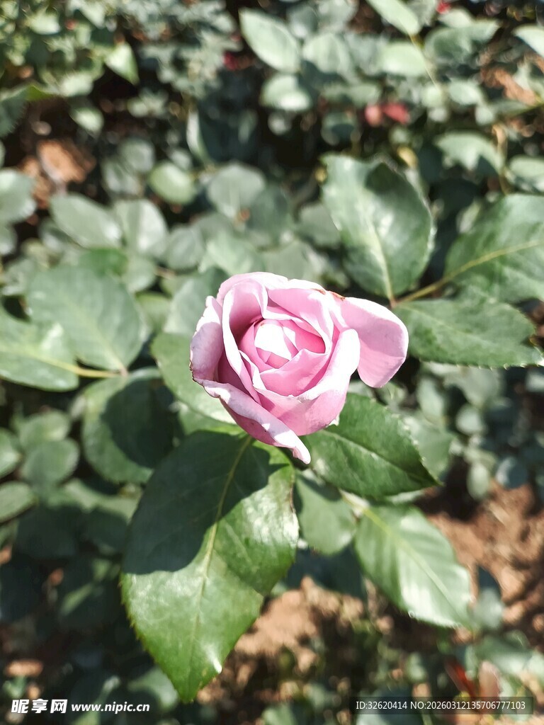 娇艳粉色玫瑰绽放绿叶间